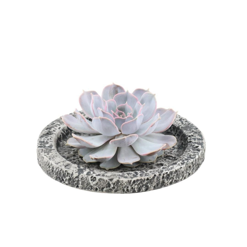 Wurzelose Echeveria Lilacina im Beton-Übertopf, Ø20 cm, 5 cm hoch