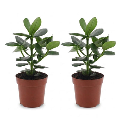 Green boutiQ - Clusia Princess - Clusia - 2 Pflanzen - Topf 12cm - Höhe - 40cm
