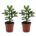 Green boutiQ - Clusia Princess - Clusia - 2 Pflanzen - Topf 12cm - Höhe - 40cm Bild 2