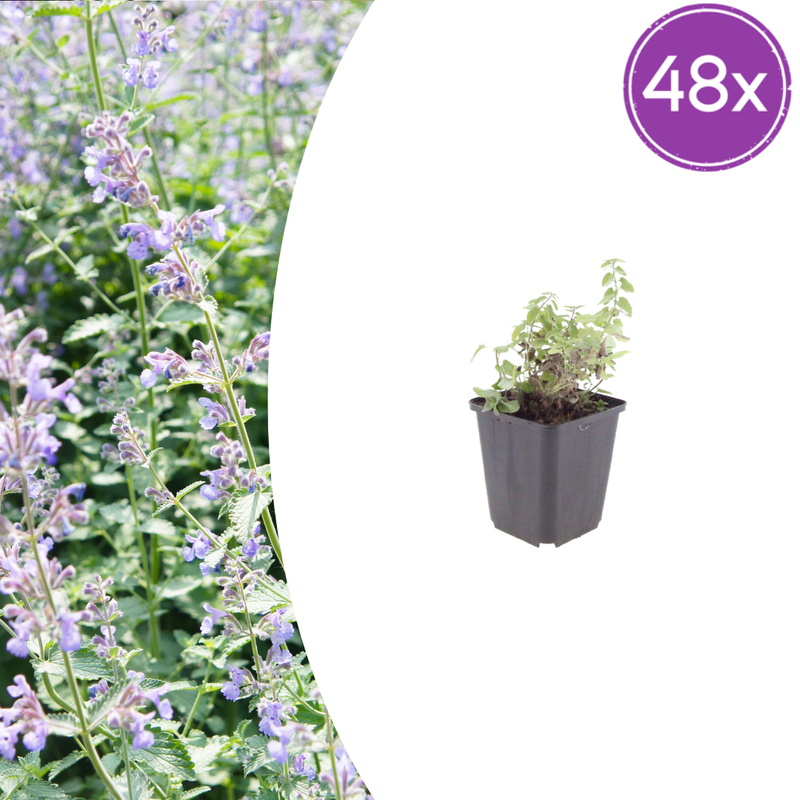 48x Katzenminze (Nepeta faassenii) - 10-25cm - Ø9cm