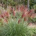Green boutiQ - Gräser - Miscanthus sin. Red Chief - Pampasgras - Mit Blüte - Grün - 12 Pflanzen - Topf 11cm - Höhe 15-25cm Bild 5