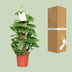 Epipremnum Pinnatum Moss Pole 60cm - Ø15cm - Great Houseplant Bild 4