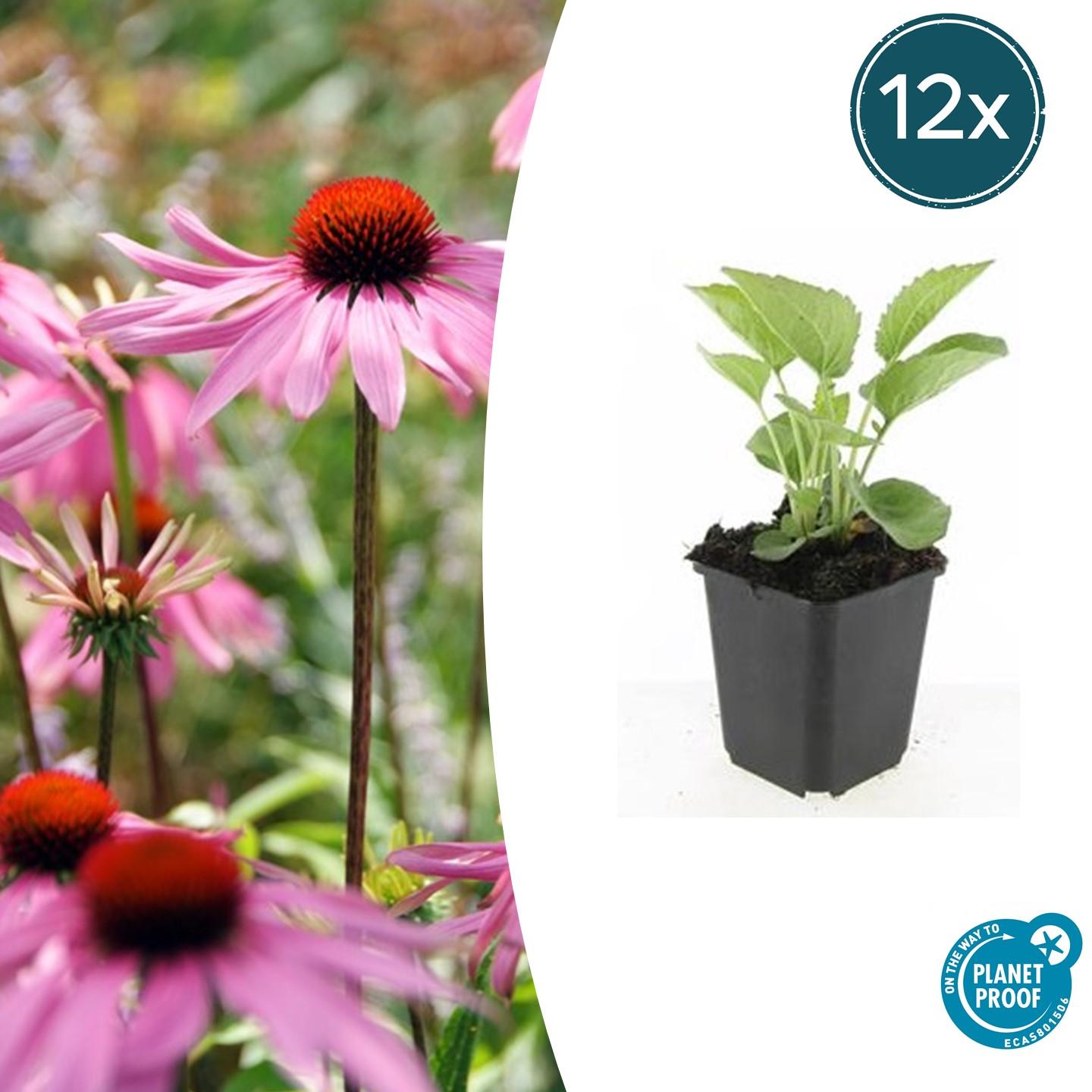 12x Echinacea 'Magnus' Staude (10-25cm) - Rosa Sonnenhut
