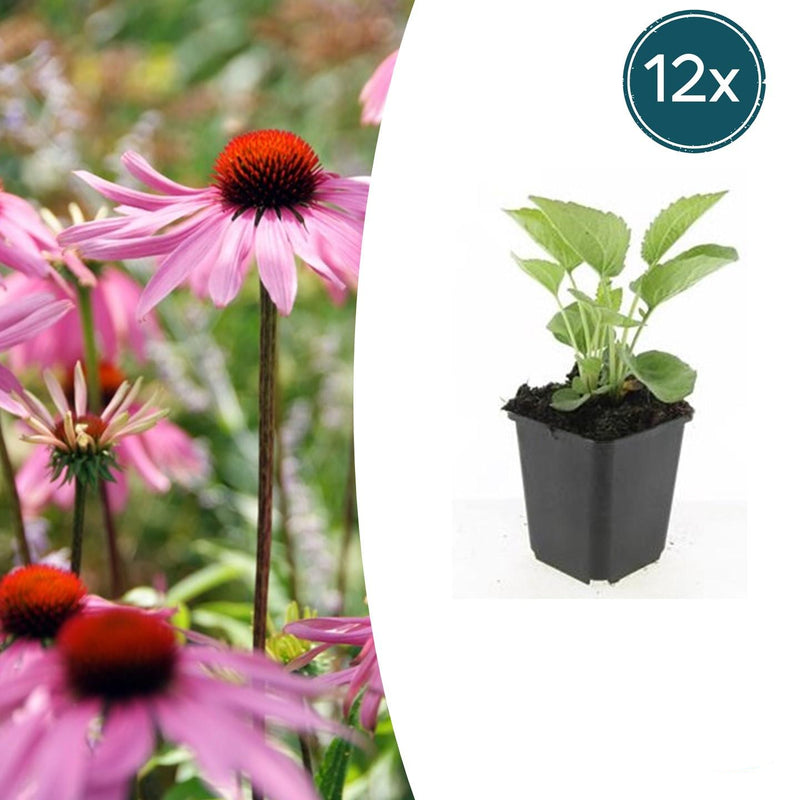 12x Echinacea 'Magnus' Staude (10-25cm) - Rosa Sonnenhut