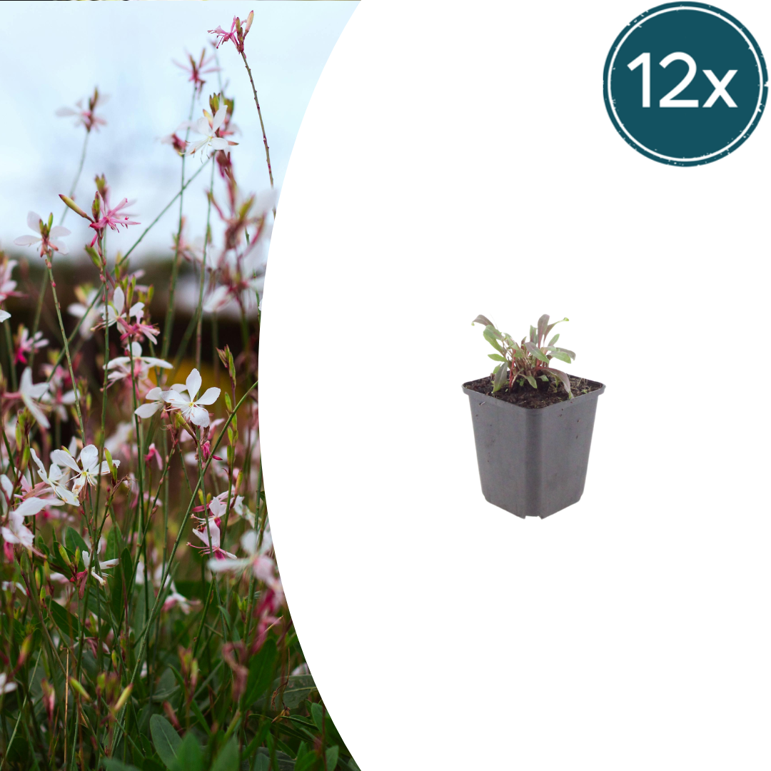 12x Gaura 'Siskiyou Pink' - 10-25cm hoch, 9cm Topf