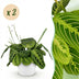 Green boutiQ Maranta Lemon Lime Fascinator: 2x Prayer Plant with Pot Bild 1