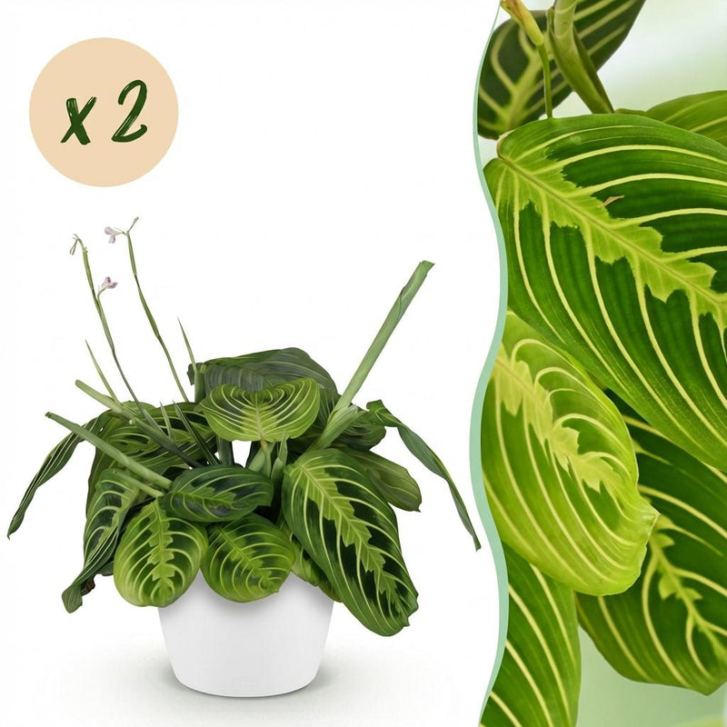 Green boutiQ Maranta Lemon Lime Fascinator: 2x Prayer Plant with Pot