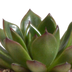 Echeveria-Mix 8,5 cm im Terrakottatopf - 3er Pack Bild 4