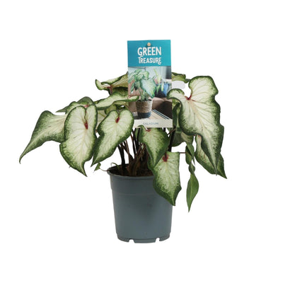 Caladium Wit - Engelsflügel - Ø12cm - ↕25cm