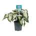 Caladium Wit - Engelsflügel - Ø12cm - ↕25cm Bild 1
