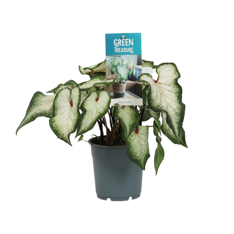 Caladium Wit - Engelsflügel - Ø12cm - ↕25cm