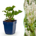 Green boutiQ - Perennial - Persicaria ampl. Alba - Knotweed - Shade - White - 24 Plants - Pot 11cm - Height 15-25cm Bild 11