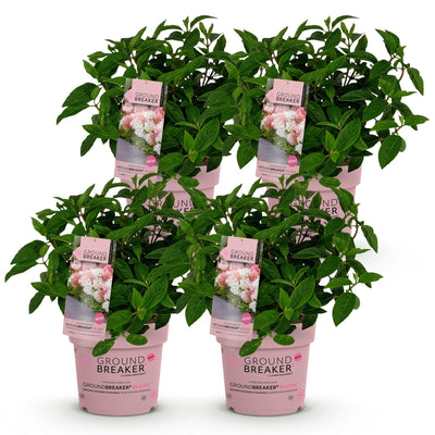 4x Gartenhortensie 'Groundbreaker Blush', winterhart, rosa, Topf 14cm