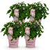 4x Hydrangea macrophylla 'Groundbreaker Blush', hardy, pink, 14cm pot Bild 2