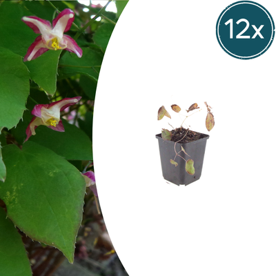 Rote Elfenblume Epimedium rubrum 12er Set Robuster Bodendecker