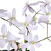 Immergrüne Clematis Apfelblüte 'Armandii' - Hellrosa Blüten - Ø15cm Topf Bild 4