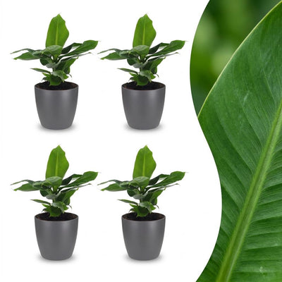 Green boutiQ - Musa Oriental Dwarf - Orientalische Zwergbanane - 4 Pflanzen - mit Grau Topf - Topf 12cm - Höhe 30cm