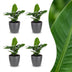 Green boutiQ - Musa Oriental Dwarf - Orientalische Zwergbanane - 4 Pflanzen - mit Grau Topf - Topf 12cm - Höhe 30cm Bild 1