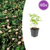 48x Wild Strawberries (Fragaria vesca) in 9cm pots, 10-25cm high Bild 1