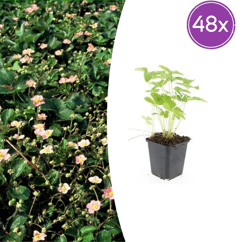 48x Wild Strawberries (Fragaria vesca) in 9cm pots, 10-25cm high