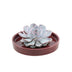 ROOTLESS Echeveria Lilacina 12-14cm in roter Keramikschale Ø20cm Bild 1