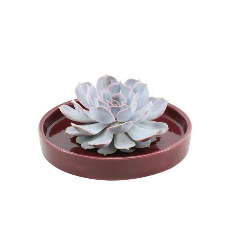 ROOTLESS Echeveria Lilacina 12-14cm in roter Keramikschale Ø20cm