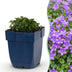 Green boutiQ - Perennial - Campanula portenschlagiana - Peach-leaved Bellflower - Ground Cover - Pink - 6 Plants - Pot 11cm - Height 15-25cm Bild 2