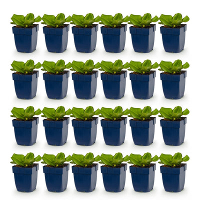 Green boutiQ - Perennials - Bergenia cordifolia - Heartleaf Bergenia - Shade - Pink - 24 plants - Pot 11cm - Height 15-25cm