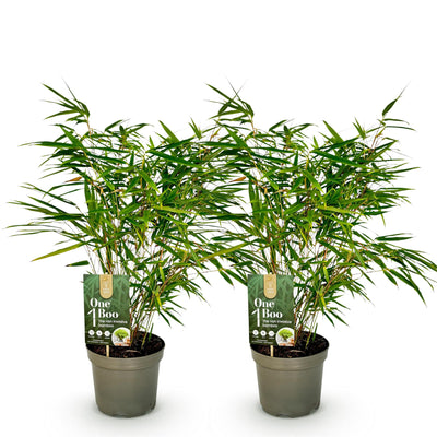 GreenboutiQ Bambus Fargesia rufa - Grün - 2 Pflanzen, 60cm