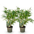 GreenboutiQ Bambus Fargesia rufa - Grün - 2 Pflanzen, 60cm Bild 2