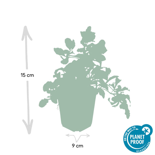 12x Ajuga reptans (Kriechender Günsel) - 10-25cm - Ø9cm