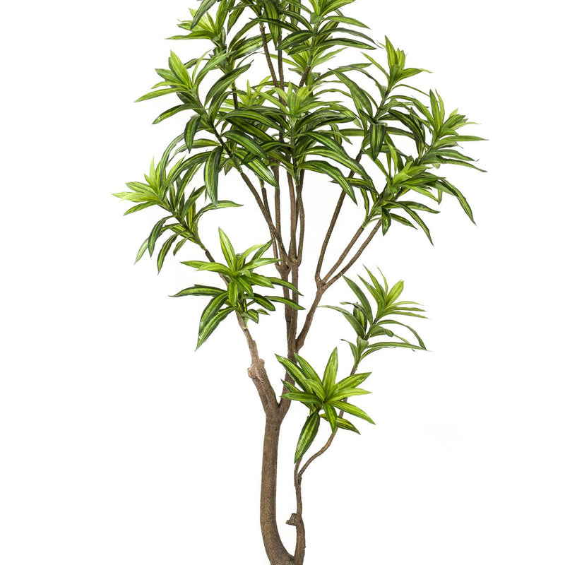 Kunstpflanze Drachenbaum (Dracaena) - 155 cm, immergrün & pflegeleicht