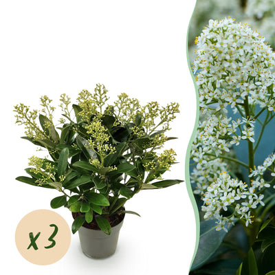 GreenboutiQ - Terrassenpflanze - Skimmia japonica Finchy - Blüte Weiß - 15+ Blumen - 3 Pflanzen - Winterhart - Topf 15cm Höhe 30cm