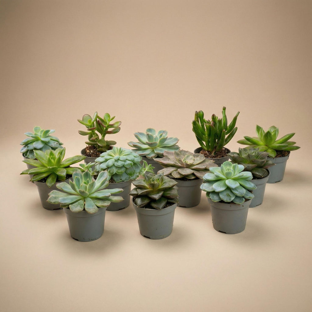 Set of 12 -  Succulent Mix Set - Assorted Succulents in 6 cm Pots (8–12 cm high)