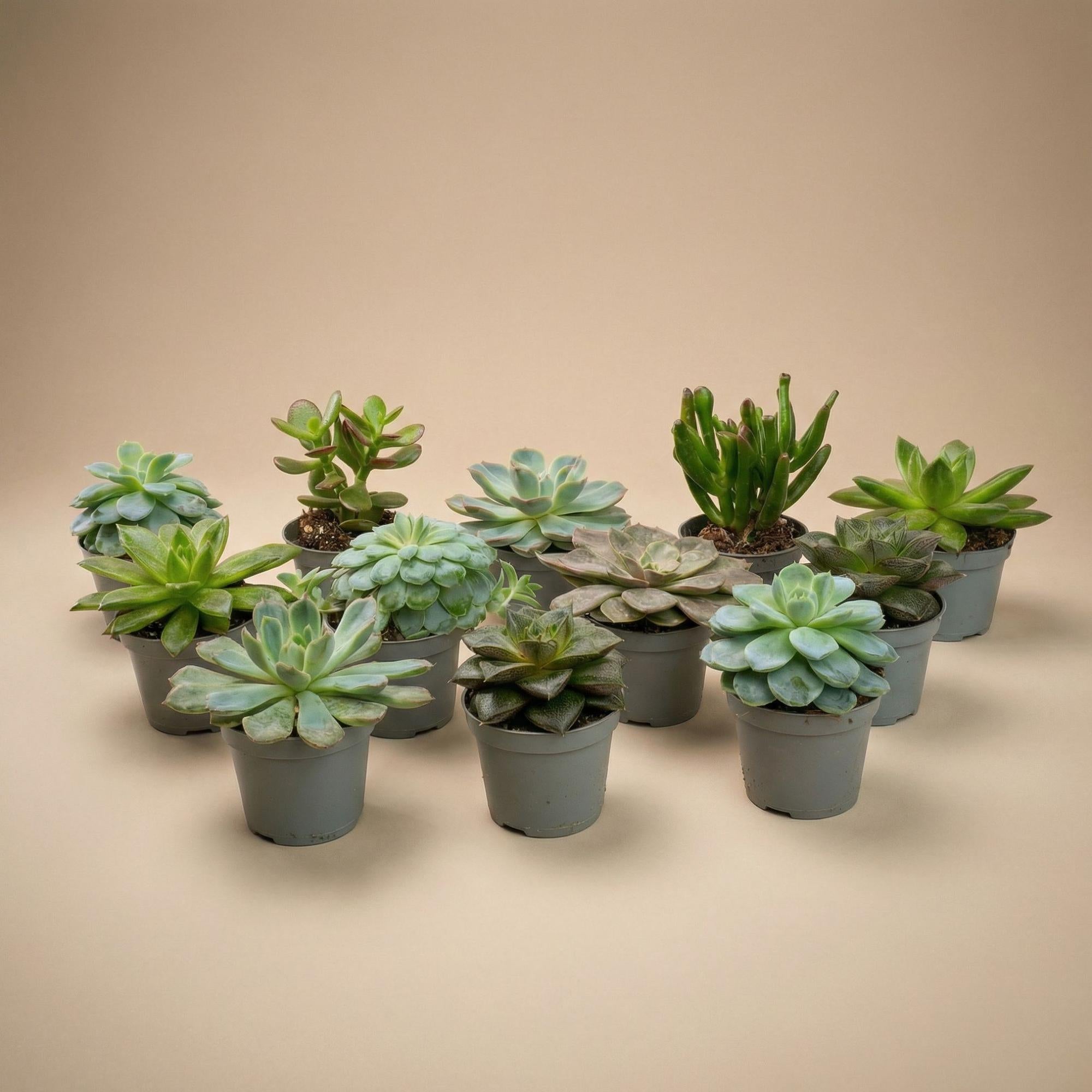 Set of 12 -  Succulent Mix Set - Assorted Succulents in 6 cm Pots (8–12 cm high)