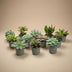 12-Piece Succulent Mix Set: Variety in 6cm Pots Bild 2
