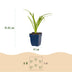 Green boutiQ - Perennial - Hemerocallis Tricolour - Daylily - Bee and butterfly attractors - Cream - Yellow - Red - 12 Plants - Pot 11cm - Height 15-25cm Bild 2
