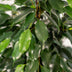 Ficus Benjamina Danielle Zimmerpflanze (Ø21cm, ↕95cm) mit Korb Bild 3