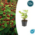 12x Hypericum inodorum 'Beauty' - ↕10-25cm - Ø9cm Bild 1