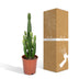 Euphorbia Ingens (Kaktus) Ø24cm, ↕60-80cm – Exotische Deko für Ihr Zuhause Bild 6