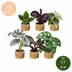 Baby Jungle Mix: 6 tropische Zimmerpflanzen für Ihr Zuhause, Ø6cm Bild 5