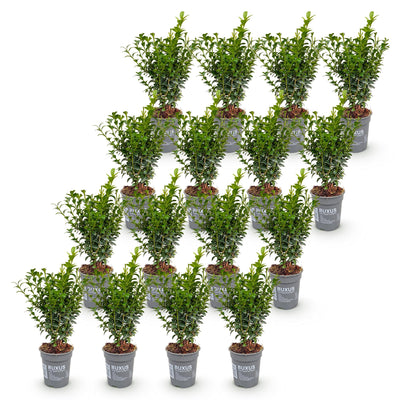 Green boutiQ - 16x Buxus sempervirens - Palmenbäumchen - Heckenpflanzen - Immergrün - Grün - Topf 9cm - Höhe 20-25cm