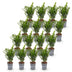 Green boutiQ - 16x Buxus sempervirens - Palmenbäumchen - Heckenpflanzen - Immergrün - Grün - Topf 9cm - Höhe 20-25cm Bild 2