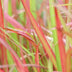 Imperata cylindrica 'Red Baron' (Japan. Blutgras) - 10-25cm Bild 5