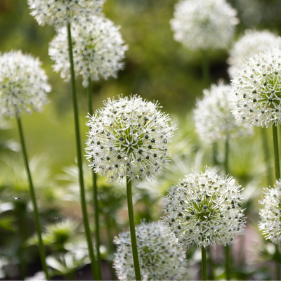 Allium White Giant 5 pieces