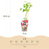 GreenboutiQ Himbeere 'Ottawa' - 3x Winterhart, Rote Früchte im 9cm Topf Bild 3