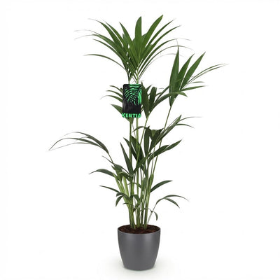 Kentia-Palme (Howea Forsteriana) - pflegeleicht, 120-130cm