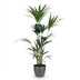 Kentia-Palme (Howea Forsteriana) - pflegeleicht, 120-130cm Bild 2