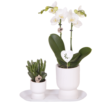 Kolibri Orchids | Geschenkset Diabolo White Small | Weiße Amabilis Orchidee 9cm + Grünpflanze inkl. weiße Übertöpfe & ovales Tablett