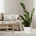 Zamioculcas Zamiifolia - 75cm Höhe, Ø17cm Topf Bild 2